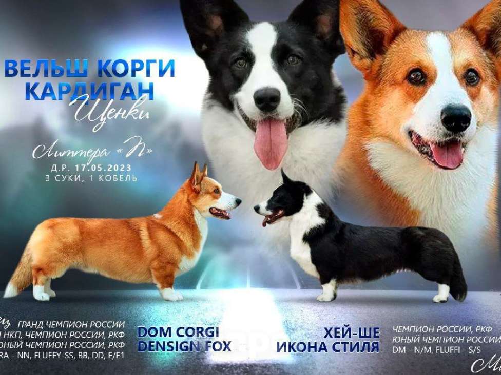 Собаки в Новосибирске: Вельш корги кадиган  Девочка, Бесплатно - фото 2