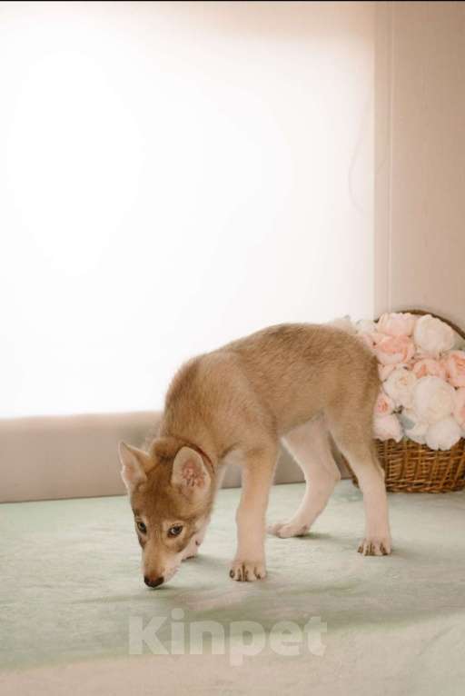 Собаки в Санкт-Петербурге: Белль волчья собака Саарлоса Девочка, 120 000 руб. - фото 4