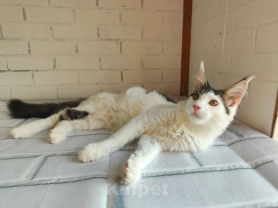 Кошки в Энгельс: Продам котика Мейн куна Мальчик, 45 000 руб. - фото 2