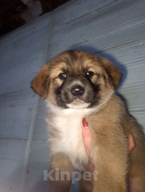 Собаки в Уварово: Бутузик Мальчик, Бесплатно - фото 2