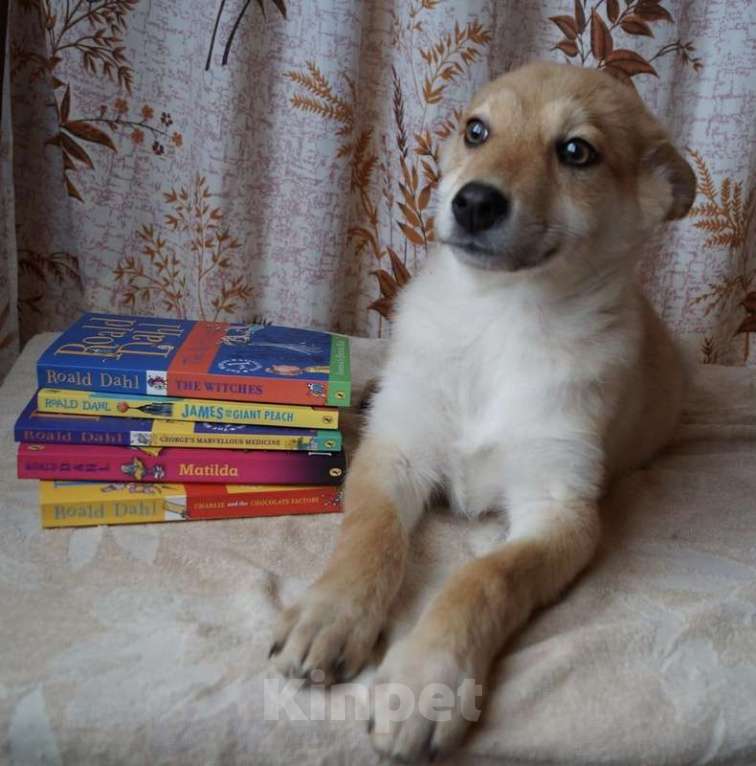 Собаки в Москве: Милые щенки — мальчишки в добрые руки. Вырастут небольшие Мальчик, 1 руб. - фото 7