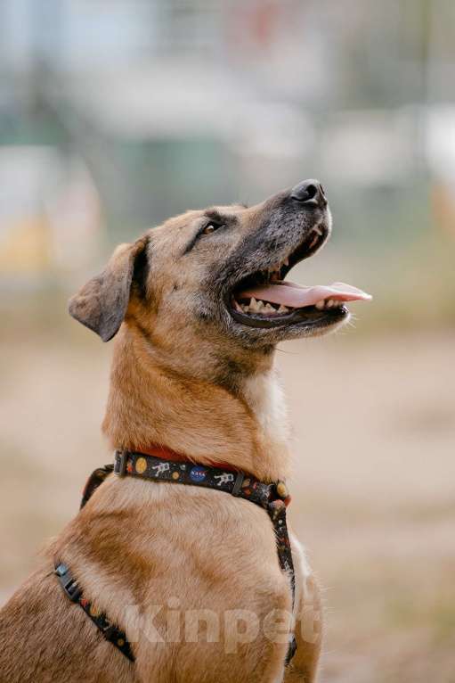 Собаки в Москве: Алана Девочка, Бесплатно - фото 3