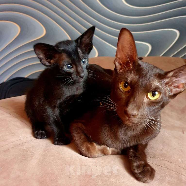 Кошки в Ковровом: ориентальные котята Девочка, 30 000 руб. - фото 7