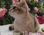 Кошки в Краснодаре: Котята золотая шиншилла Девочка, 15 000 руб. - фото 6