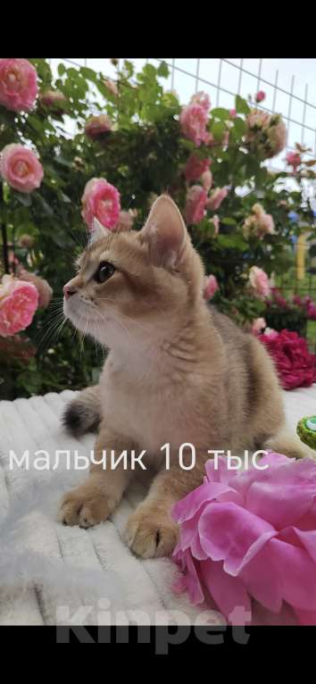 Кошки в Краснодаре: Котята золотая шиншилла Девочка, 15 000 руб. - фото 6