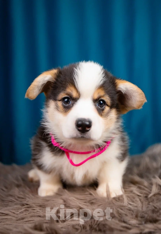 Собаки в Новосибирске: Валерия щенок Вельш-Корги Пемброк  Девочка, 65 000 руб. - фото 6