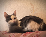 Кошки в Новосибирске: Котенок в добрые руки Девочка, Бесплатно - фото 10