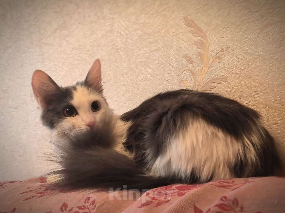 Кошки в Новосибирске: Котенок в добрые руки Девочка, Бесплатно - фото 10