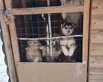 Собаки в Кстово: Отдаем щенков хаски  в добрые руки Девочка, Бесплатно - фото 2