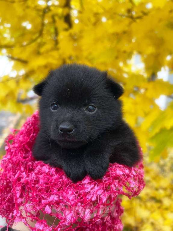 Собаки в Химках: Amely Девочка, 80 000 руб. - фото 1