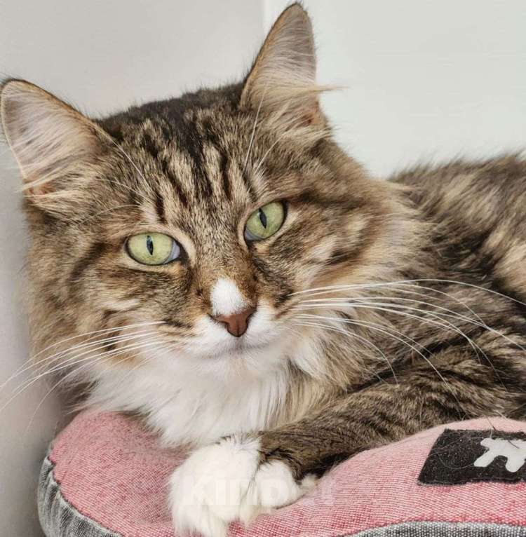 Кошки в Москве: Рыська два года живет в приюте  За это время к ней приезжал всего один человек.. Девочка, Бесплатно - фото 5