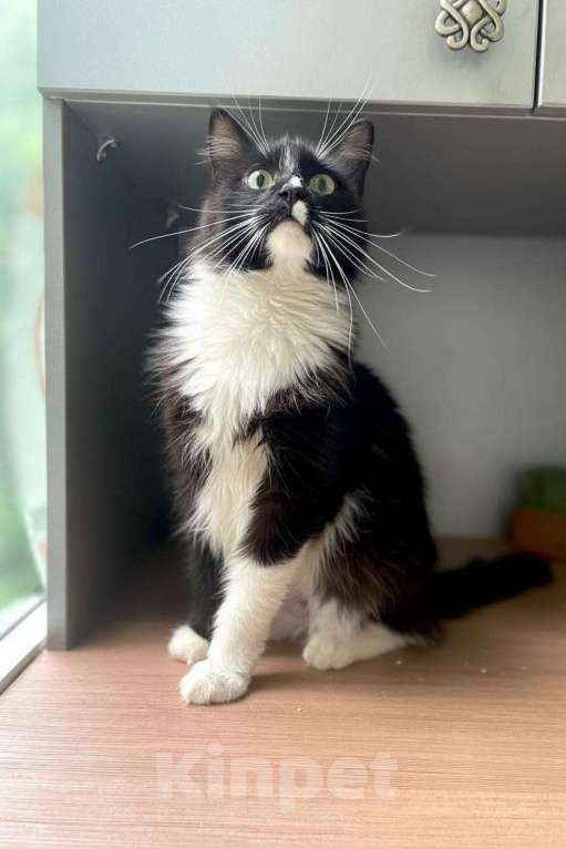 Кошки в Москве: кошка Анжела ищет дом Девочка, Бесплатно - фото 1