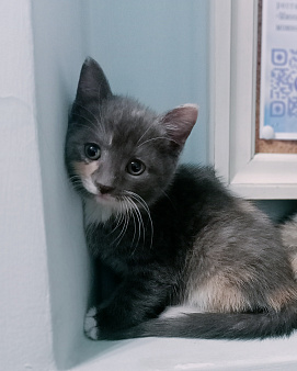Монастырские котята
