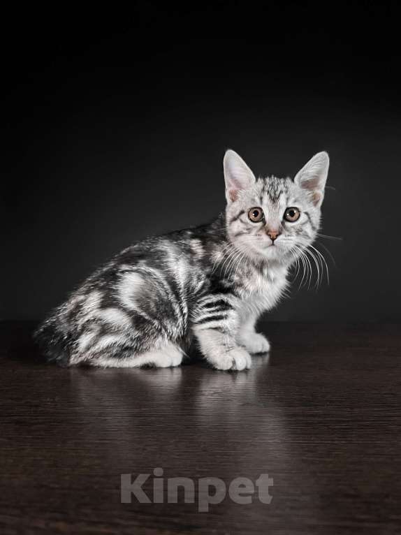 Кошки в Москве: Котята курильского бобтейла короткошерстные  Мальчик, Бесплатно - фото 4