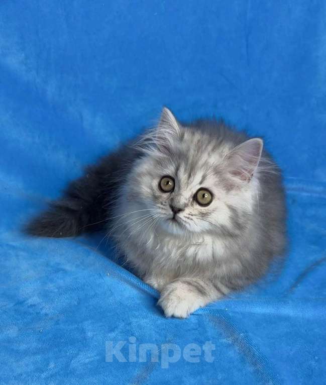 Кошки в Санкт-Петербурге: Обваражительный Хайленд Страйт Мальчик, 65 000 руб. - фото 1