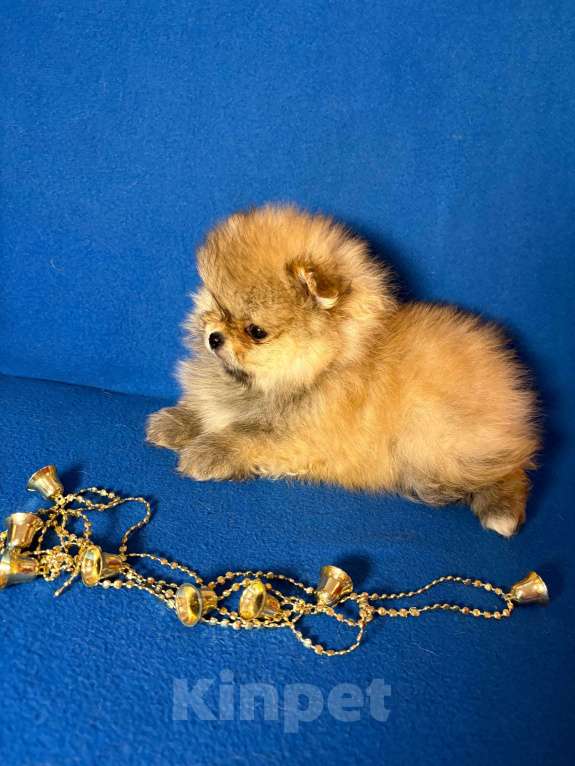 Собаки в Москве: Померанский шпиц-  Мальчики Мальчик, 30 000 руб. - фото 2