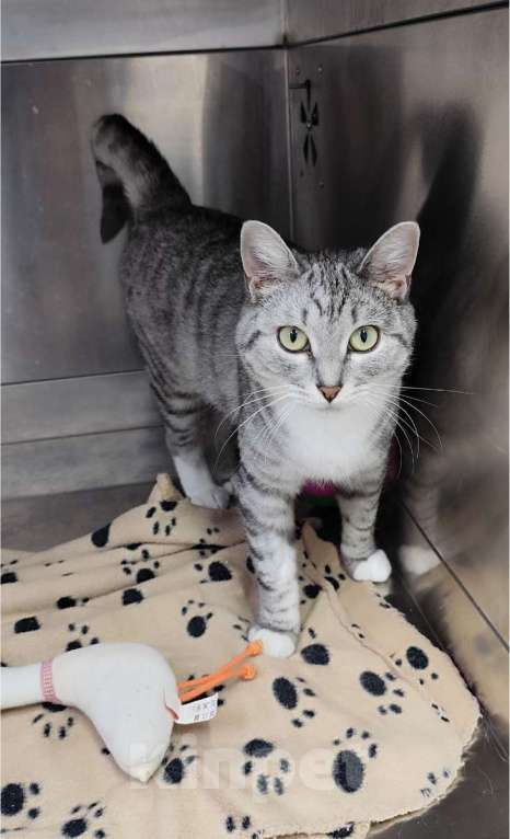 Кошки в Москве: Молодая кошечка Туся в самые добрые руки! Девочка, Бесплатно - фото 3