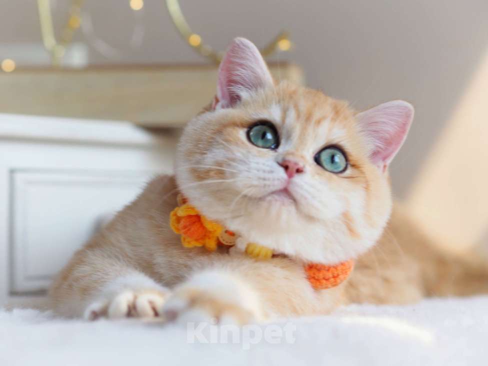 Кошки в Москве: Британский котёнок Дон Жуан Мальчик, 120 000 руб. - фото 6