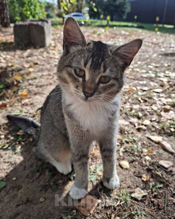 Кошки в Москве: Малышке нужен дом! Девочка, Бесплатно - фото 3