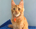 Кошки в Самаре: Котёнок породы Мейн-кун, MCO female Marsel Девочка, 40 000 руб. - фото 5