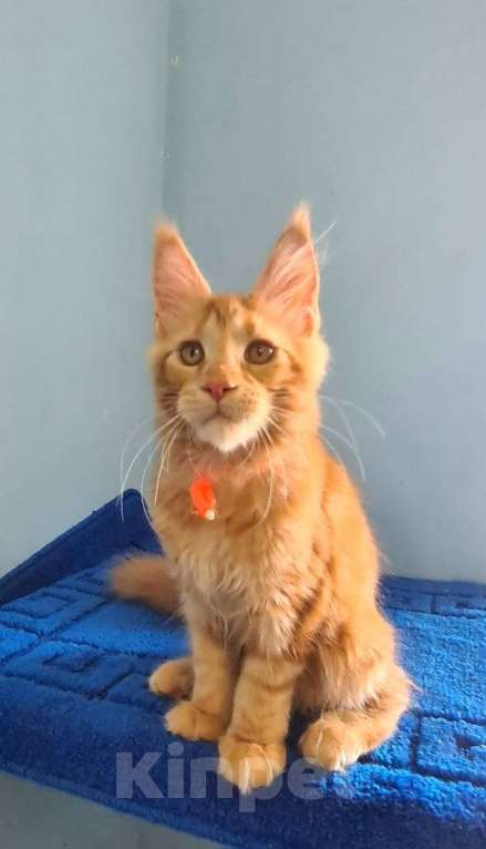 Кошки в Самаре: Котёнок породы Мейн-кун, MCO female Marsel Девочка, 40 000 руб. - фото 5