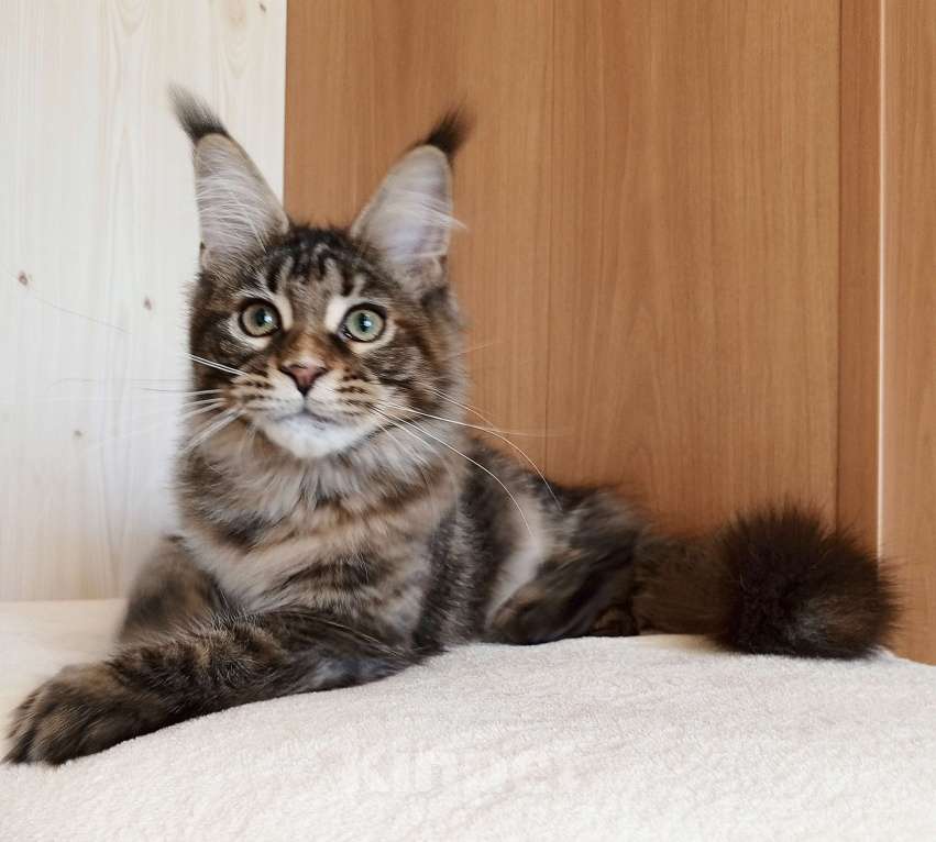 Кошки в Владимире: Рошель - кошка черепашка Девочка, 50 000 руб. - фото 3