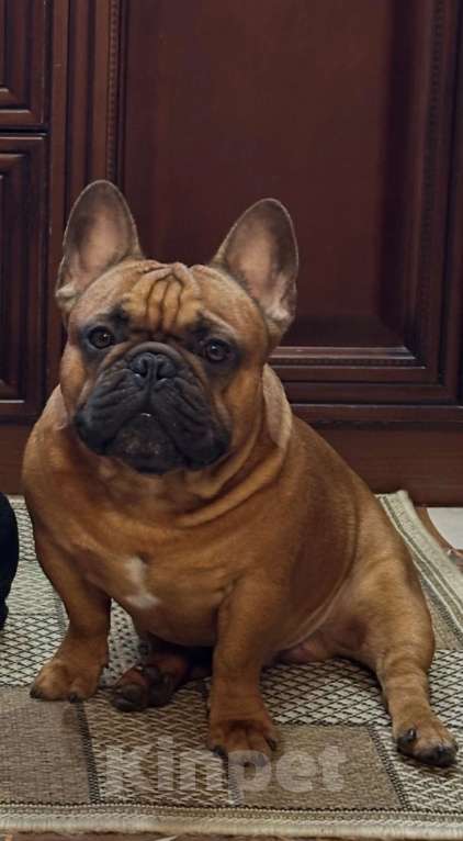 Собаки в Краснодаре: Вязка Арчи Мальчик, Бесплатно - фото 7