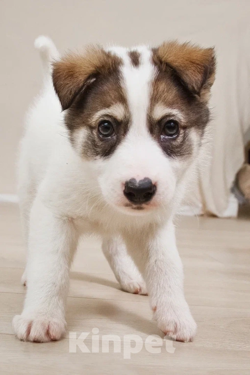 Собаки в Лосином-Петровском: Маршал якутенок Мальчик, Бесплатно - фото 8