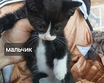Кошки в других городах Краснодарского края: котята в добрые руки Мальчик, Бесплатно - фото 1