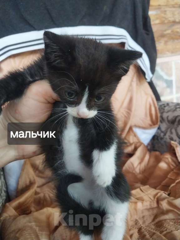 Кошки в других городах Краснодарского края: котята в добрые руки Мальчик, Бесплатно - фото 1