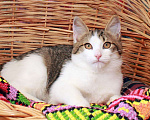 Кошки в Калуге: Шуня и Шаня, сладкие плюшечки. Котята в добрые руки. Девочка, Бесплатно - фото 3