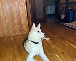 Собаки в Москве: Сибирский хаски Джек ищет дом и своего человека Мальчик, 1 руб. - фото 3