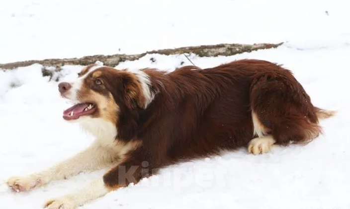 Собаки в Симферополе: Подрощенный щенок Бордер колли девочка Девочка, Бесплатно - фото 3