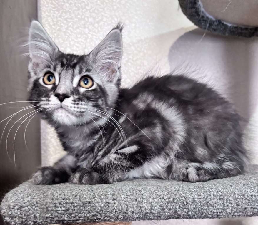 Кошки в Петергофе: Девочка красотка Девочка, 35 000 руб. - фото 1