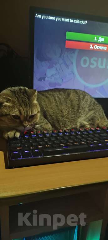 Кошки в Самаре: Отдам кошку в хорошие руки Девочка, Бесплатно - фото 4