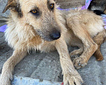 Собаки в Волгограде: Ищем добрые ручки для скромной девочки Девочка, 1 руб. - фото 1