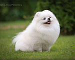 Собаки в Москве: Белый померанский шпиц кобель для вязки. Продажа его щенков Мальчик, 15 000 руб. - фото 2