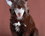 Собаки в Одинцово: Шоколадная девочка кхс, мини Девочка, 70 000 руб. - фото 2