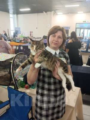 Кошки в Москве: Котята девочки мейн-кун из питомника Forest miracle Девочка, 25 000 руб. - фото 4
