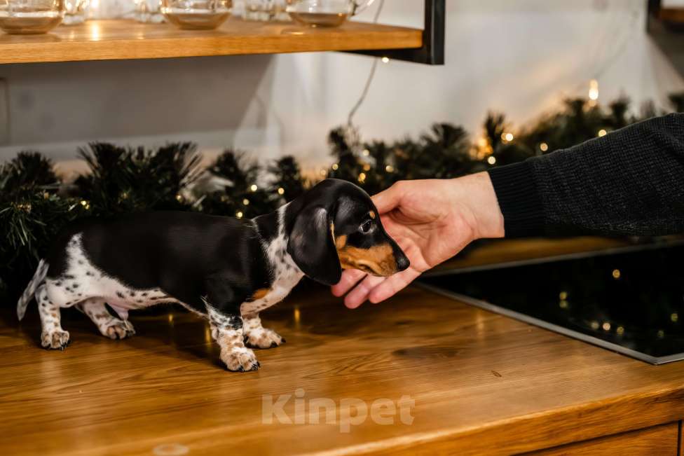 Собаки в других городах Московской области: Кроличья такса , пайнболд( Американский окрас) Мальчик, 200 000 руб. - фото 2
