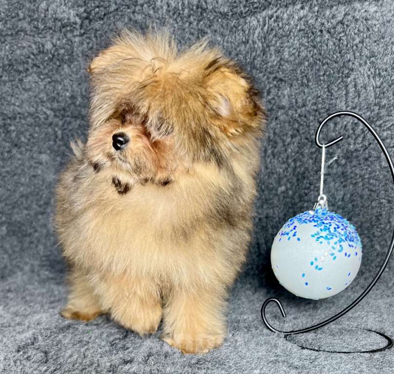 Собаки в Москве: Помапу девочка соболиная Девочка, 45 000 руб. - фото 8