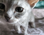 Кошки в Люберцах: Гипоаллергенный котенок Девочка, 5 000 руб. - фото 6