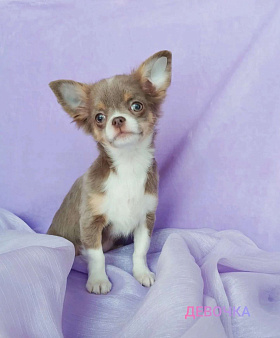 Лилово-подпалая девочка