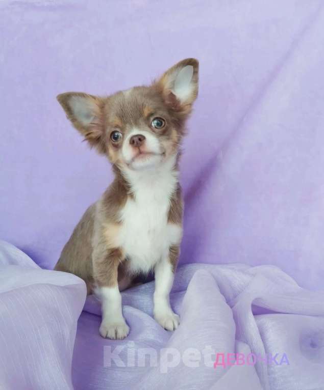 Собаки в Ногинске: Лилово-подпалая девочка Девочка, 35 000 руб. - фото 1