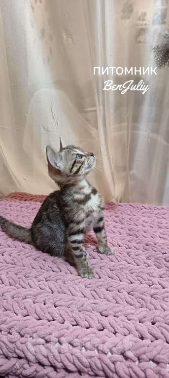 Кошки в других городах Свердловской области: Бенгальский котёнок Девочка, Бесплатно - фото 3