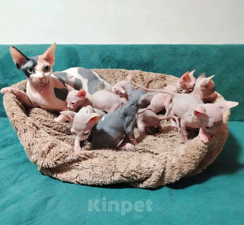 Кошки в Королеве: канадские сфинксята из питомника Мальчик, 60 000 руб. - фото 8