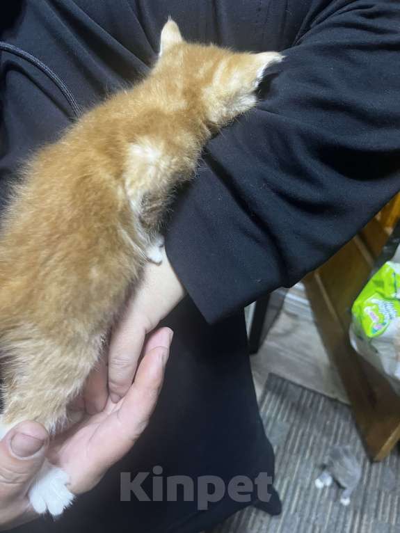 Кошки в Твери: Котята мейн-кун Мальчик, 1 500 руб. - фото 2