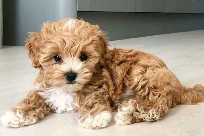 Собаки в Москве: Кавапу  Девочка ЭКСКЛЮЗИВ Девочка, Бесплатно - фото 2