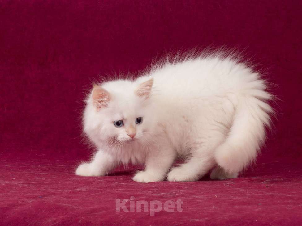 Кошки в Омске: Невские маскарадные котята мальчики Мальчик, 60 000 руб. - фото 9