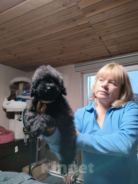 Собаки в других городах Московской области: Продаются щенки той пуделя  Девочка, 40 000 руб. - фото 6